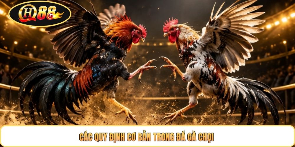 Các quy định cơ bản trong đá gà chọi 