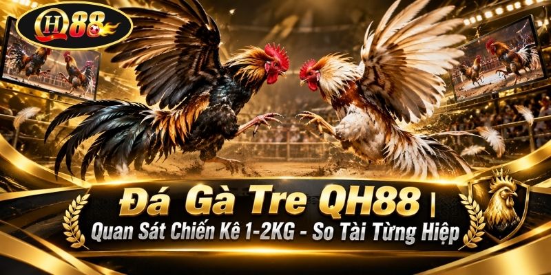Đá Gà Tre QH88 | Quan Sát Chiến Kê 1-2KG - So Tài Từng Hiệp