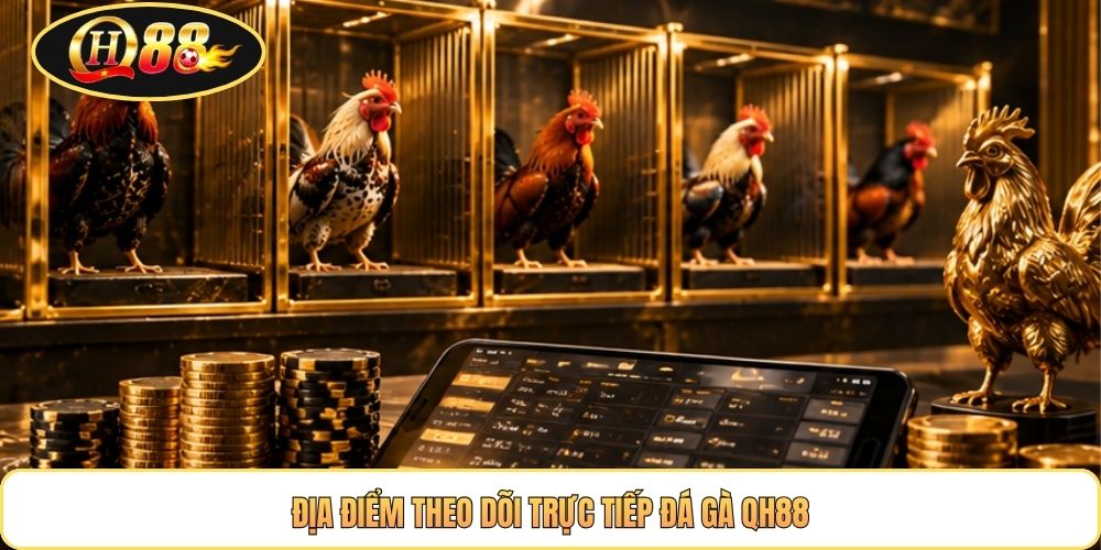 Địa điểm theo dõi trực tiếp đá gà QH88