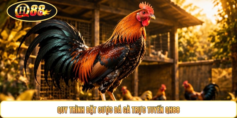 Quy trình đặt cược đá gà trực tuyến QH88